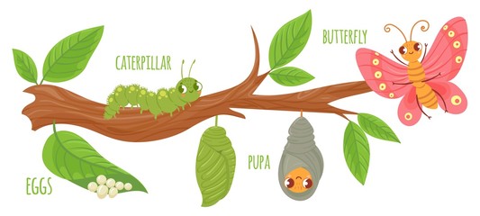 Cartoon butterfly life cycle. Caterpillar transformation, butterflies eggs, caterpillars and pupa. Insects growing vector illustration. Insect metamorphosis stages. Cute wildlife on tree branch