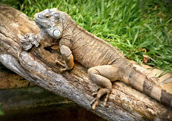 Green iguana also known as the American iguana