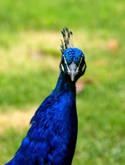 Peafowl is a common name for birds in the genera Pavo and Afropavo of the Phasianidae family
