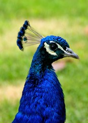 Peafowl is a common name for birds in the genera Pavo and Afropavo of the Phasianidae family