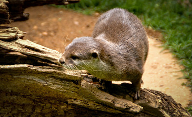 North American river otter