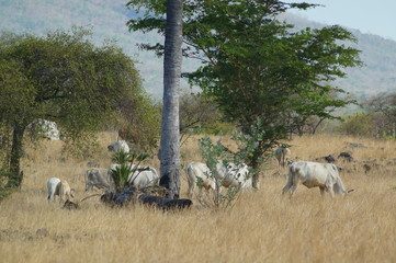 Ongole cattle is an indigenous cattle breed that originates from Prakasam District in the state of Andhra Pradesh in India. The breed derives its name from the place the breed originates from, Ongole.
