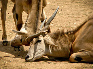 The common eland (Taurotragus oryx)