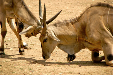 The common eland (Taurotragus oryx)