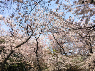 Obraz na płótnie Canvas Cherry blossom (hanami) in spring time