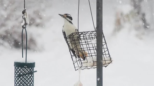 woodpecker on a suet feeder during a snowstorm