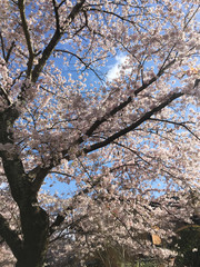 Cherry blossom (hanami) in spring time