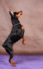 Miniature pinscher dog stands on a purple-brown background