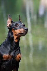 Portrait of a miniature pinscher dog on a greenish natural background