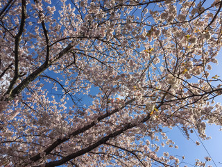 Cherry blossom (hanami) in spring time