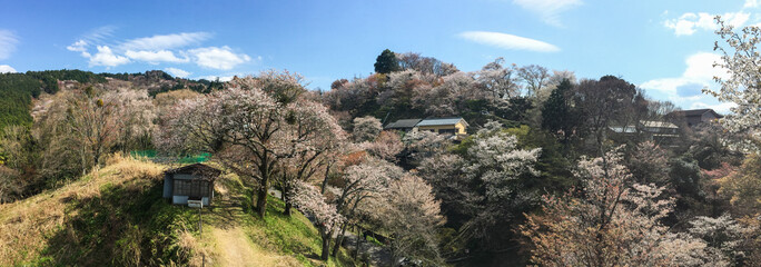 Fototapeta na wymiar Cherry blossom (hanami) in spring time
