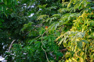Yellow-headed red bulbul, standing on a branch in the tropical forest of Thailand.