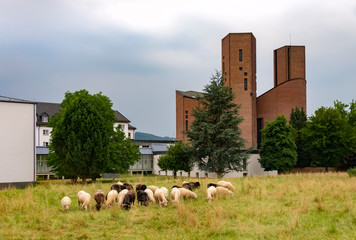 Abtei Königsmünster Meschede Schafe Herde Streuobstwiese Sauerland Deutschland Idyll Ruhe Frieden...