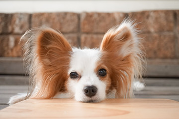 Cute dog. Continental Toy Spaniel Papillon pure breed is looking away. Copy space for your text.