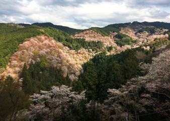 Cherry blossom (hanami) in spring time