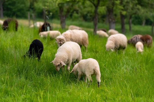 Schafe Herde Streuobstwiese Sauerland Deutschland Meschede Abtei K&ouml;nigsm&uuml;nster Idyll Ruhe Frieden Kloster Lamm Apfelb&auml;ume Wiese Fr&uuml;hling gr&uuml;n