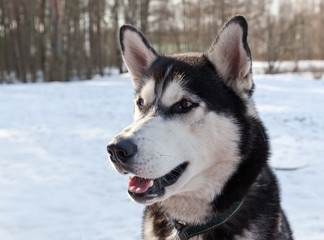Siberian Husky portrait in winter forest