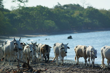 Ongole cattle is an indigenous cattle breed that originates from Prakasam District in the state of Andhra Pradesh in India. The breed derives its name from the place the breed originates from, Ongole.