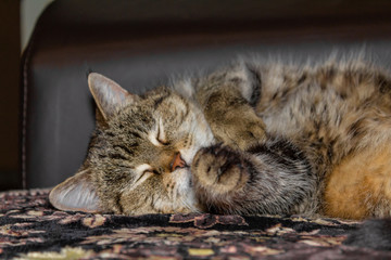 sleeping cat