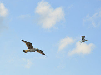Seagull flying over Bosphorus Strait
