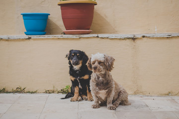 Two homeless dogs sitting in Corfu island, Greece. Colorful flowerspots in the background 