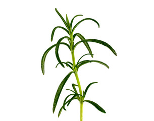 .rosemary branch on a white background