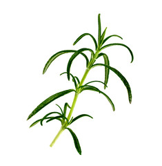 .rosemary branch on a white background