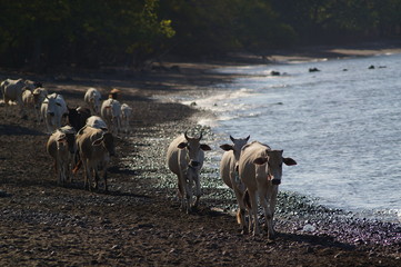 Ongole cattle is an indigenous cattle breed that originates from Prakasam District in the state of Andhra Pradesh in India. The breed derives its name from the place the breed originates from, Ongole.
