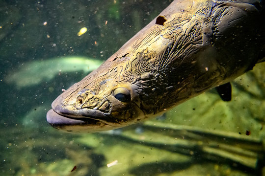 Australian Lungfish or Queensland lungfish or Neoceratodus forsteri a living fossil in the aquarium in the zoo.