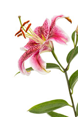 Big crimson flower of oriental lily, isolated on white background