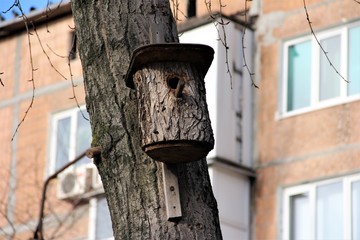 the feeder from a tree trunk in autumn