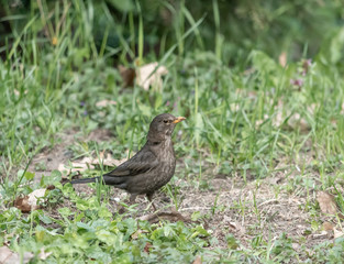 Naklejka na ściany i meble Blackbird in the forest perched on ground