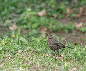 Blackbird walking on the grass