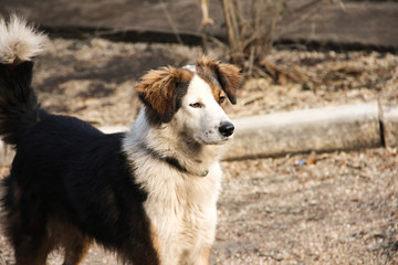 spotted a sad homeless dog