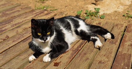 A pretty cat on street in Istanbul, Turkey