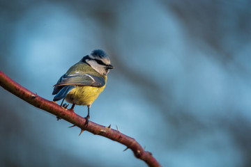 Mésange bleue