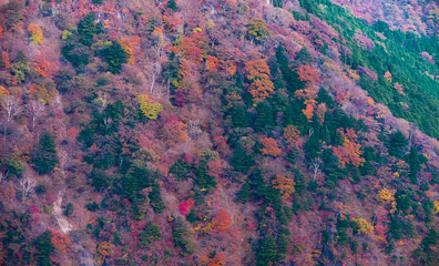 nature　maple　landscape