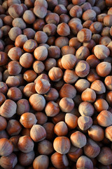 hazelnuts in the shell at the market