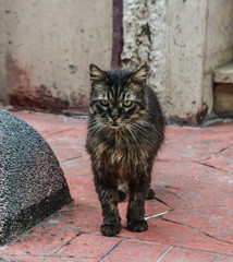 A pretty cat on street in Istanbul, Turkey