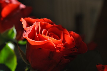 Makroaufnahme einer frisch aufgeblühten roten Rose