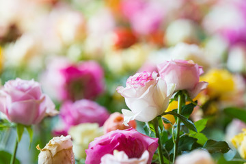 Flowers Wall Background With Amazing Multicolor Roses, Wedding Decoration, Retro Filter Tone.