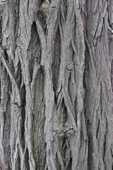 textured tree bark with deep cracks