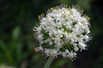 Inflorescencia de cebolla