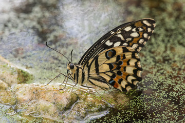 Exotischer Schmetterling in floraler Umgebung.