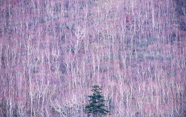 nature　maple　landscape