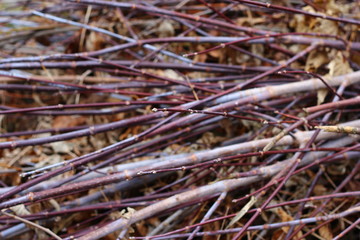 thin branches lie on the pile
