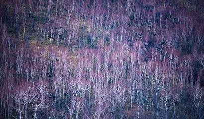 nature　maple　landscape