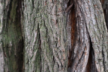 textured tree bark with deep cracks