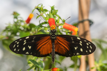 Exotischer Schmetterling in floraler Umgebung.