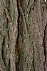 textured tree bark with deep cracks